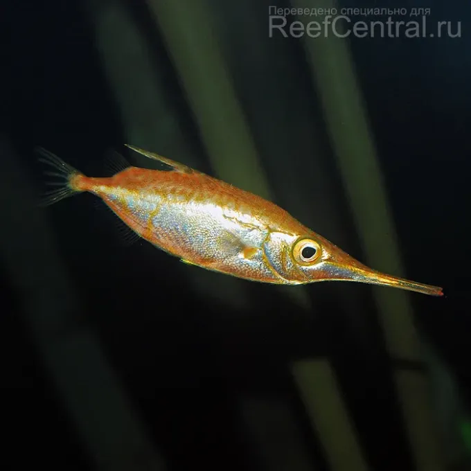 Бекасовидка