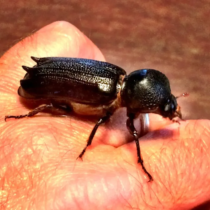 Palm borer