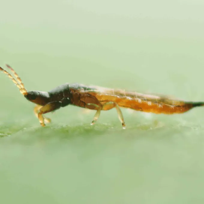 Karnyothrips melaleucus