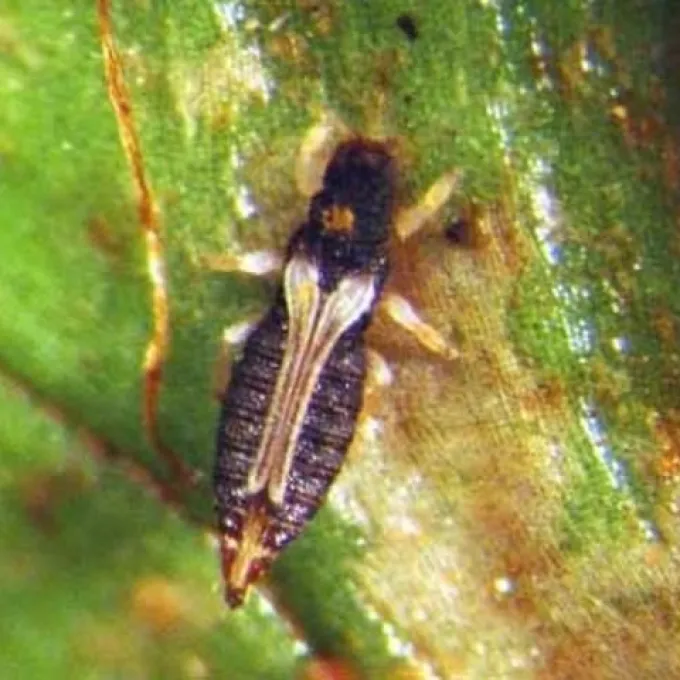 Thripobius