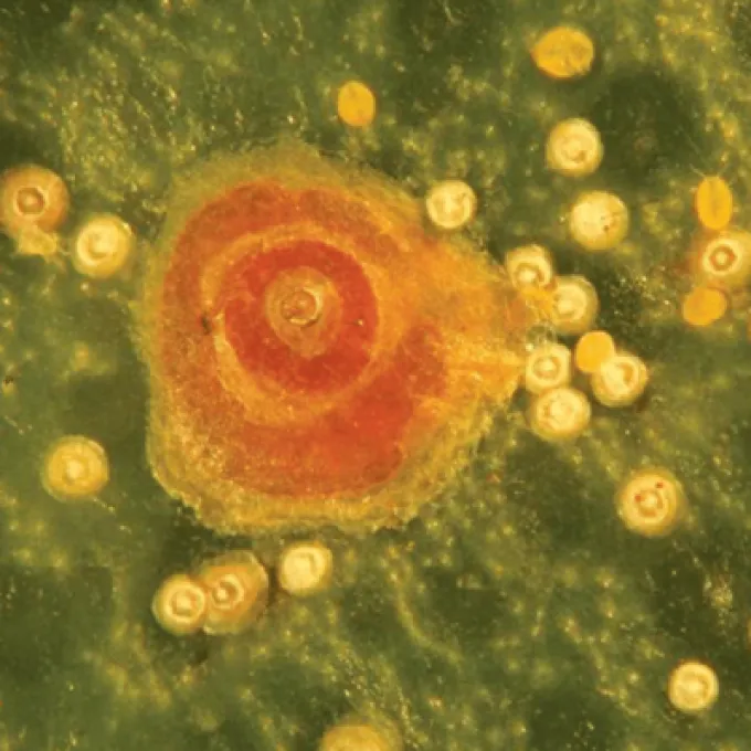 California citrus scale