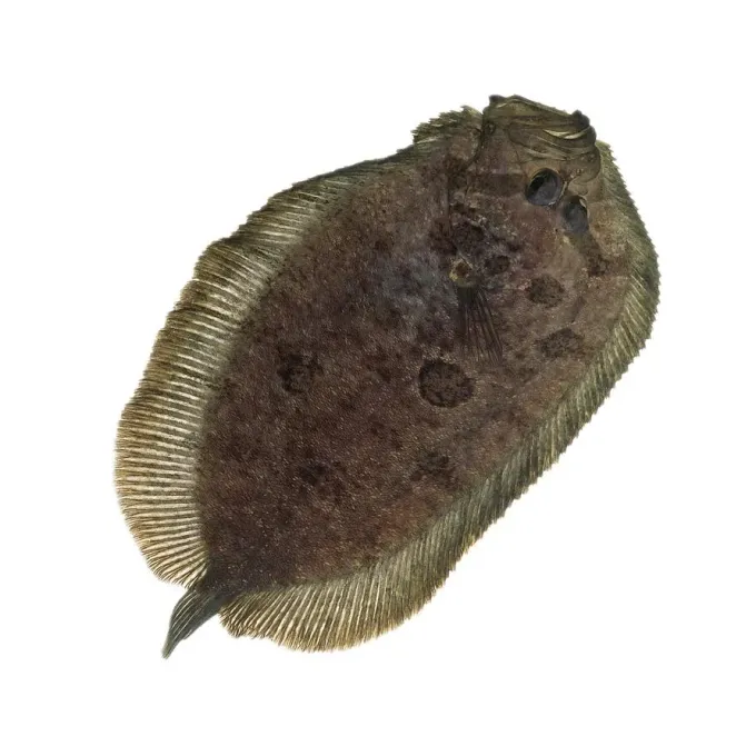 Zeugopterus