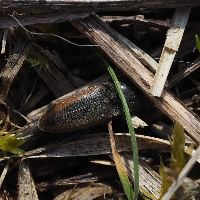 Click beetle