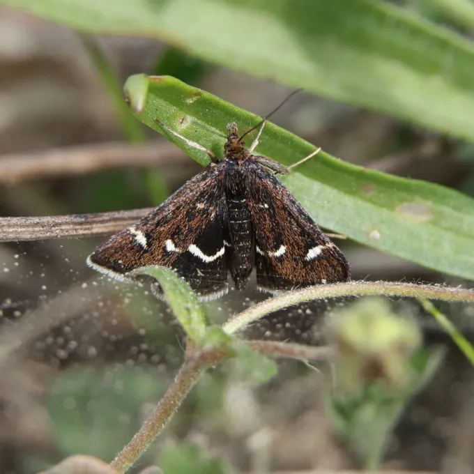 Black Mint Moth