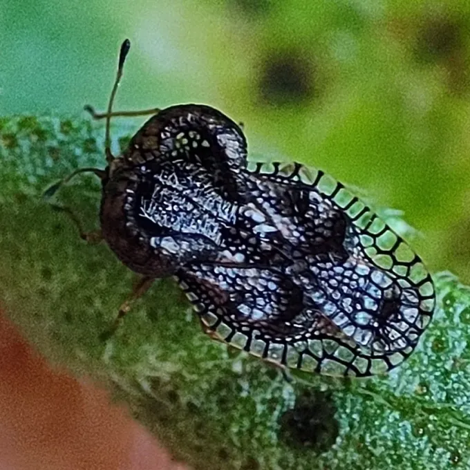 Basil lace bug