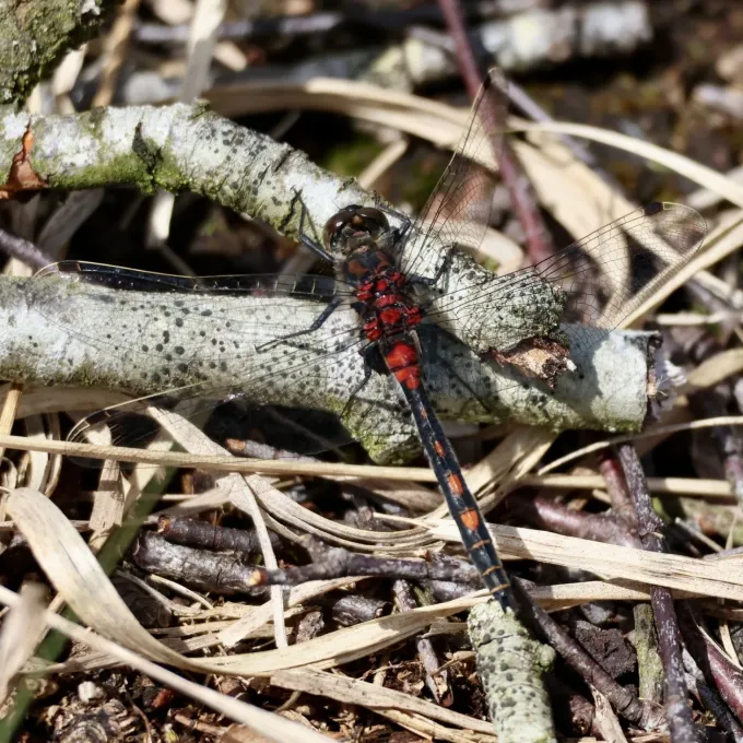 White-faced darter