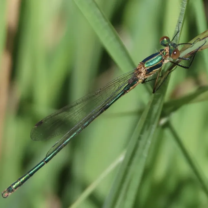 Emerald Damselfly
