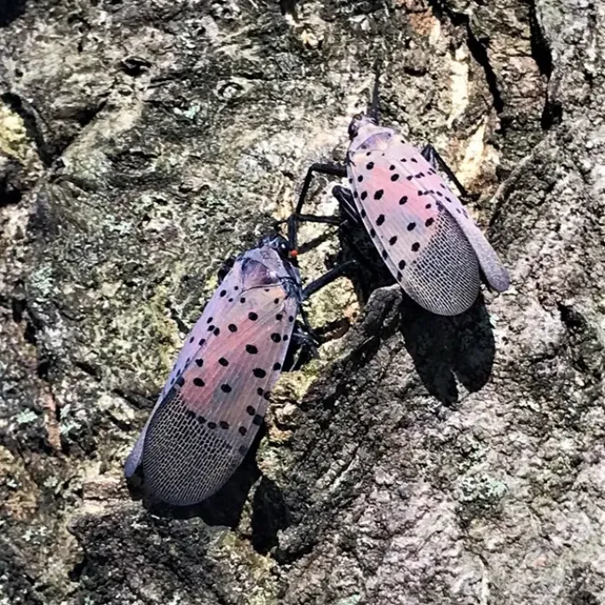 Spotted lanternfly