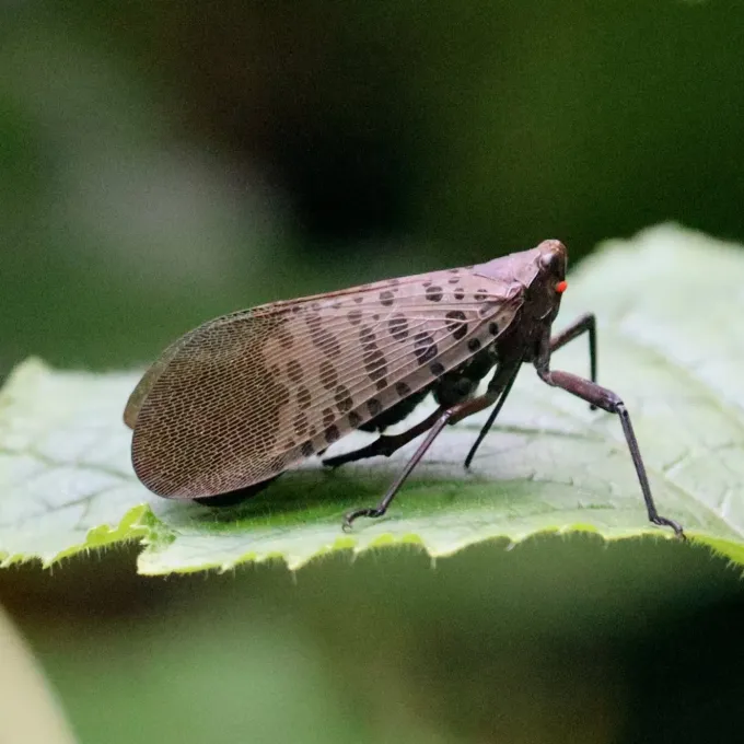 Lycorma imperialis
