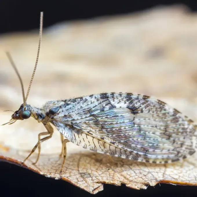 Wesmaelius nervosus