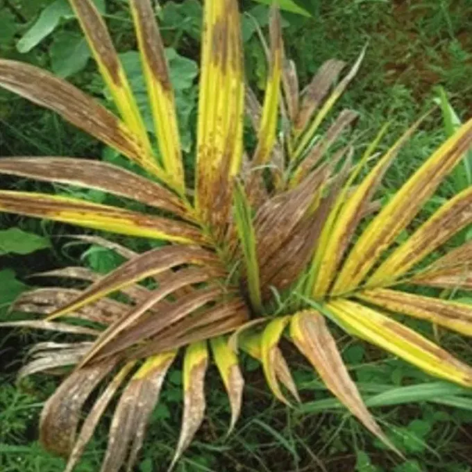 Red palm mite