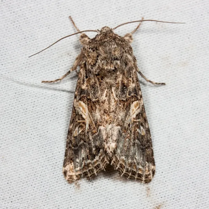 Cotton bollworm