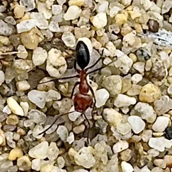 Dorymyrmex bicolor