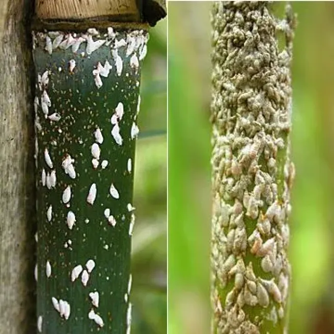 Bamboo scale