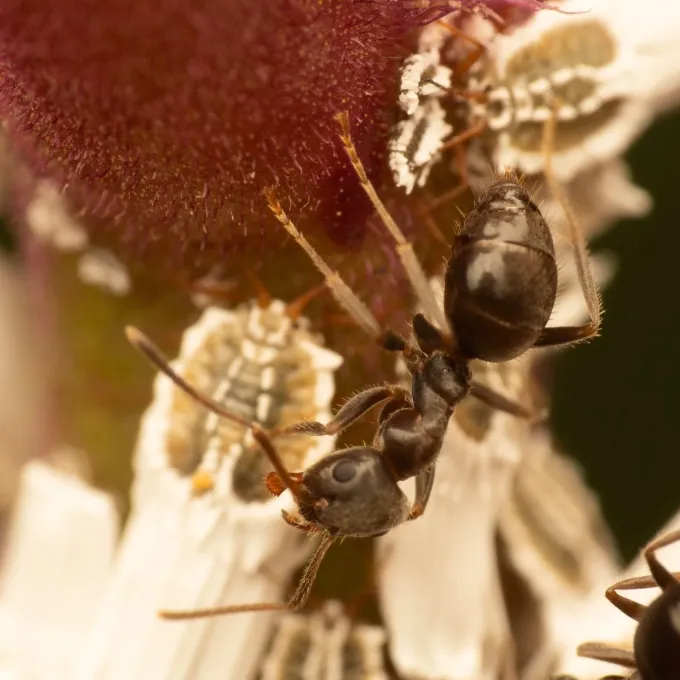 Lasius grandis