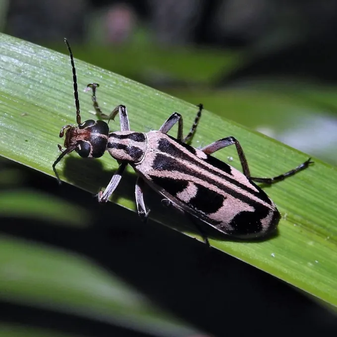 Leopard blister beetle