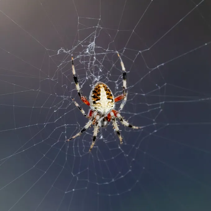 Neoscona orb-weaver spider
