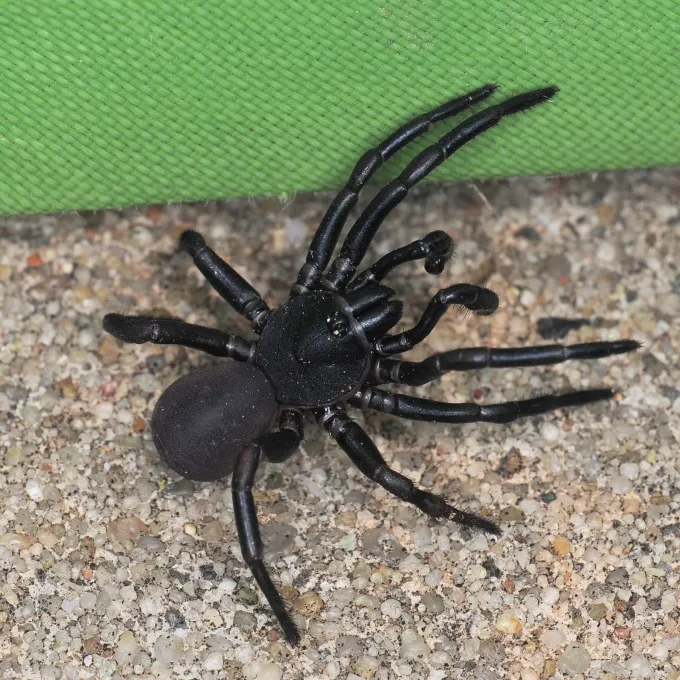 Trapdoor spider