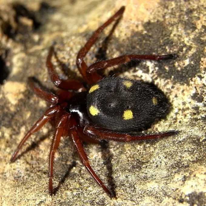 Uroctea spider