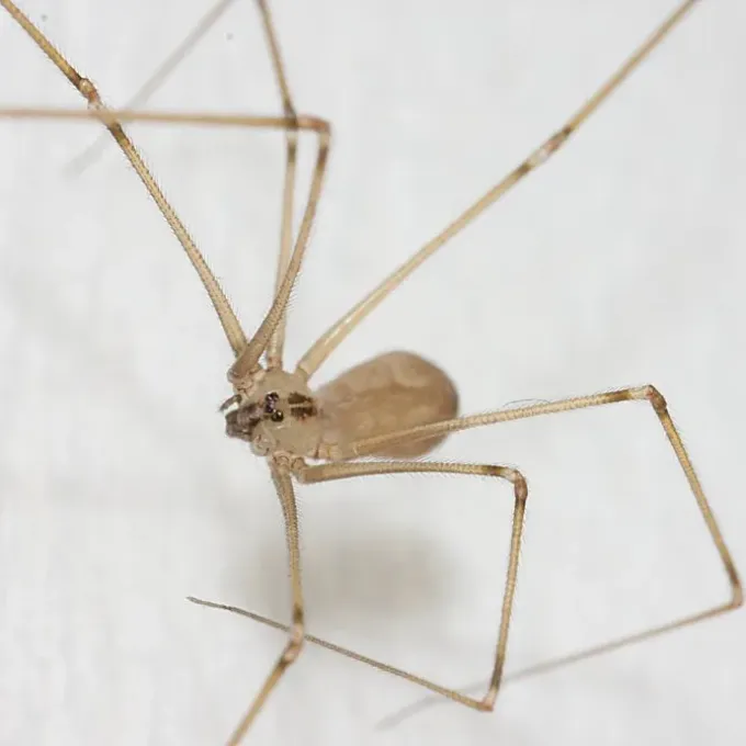 Cellar spider