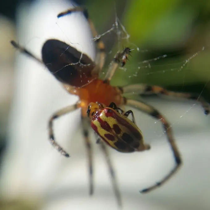 Diabrotica significata