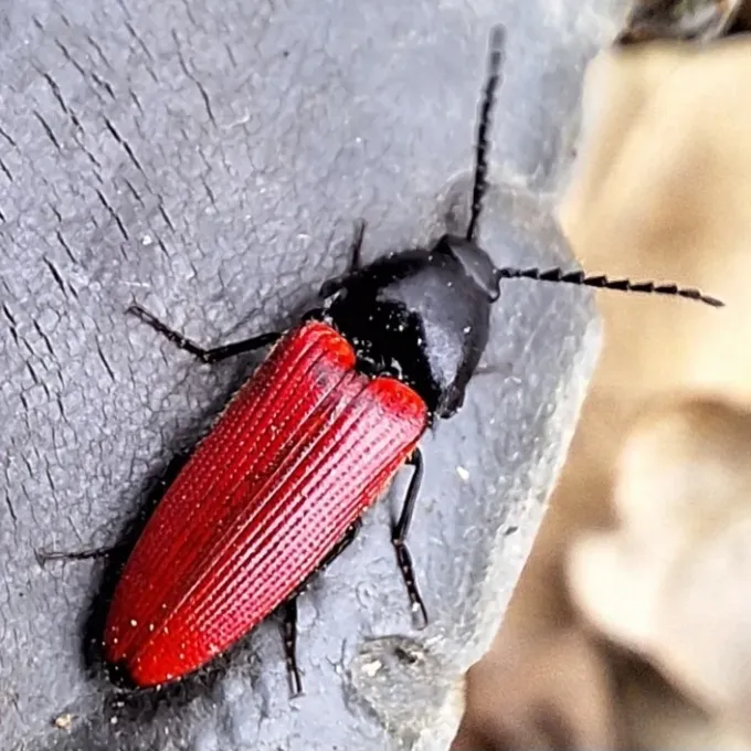 Red click beetle