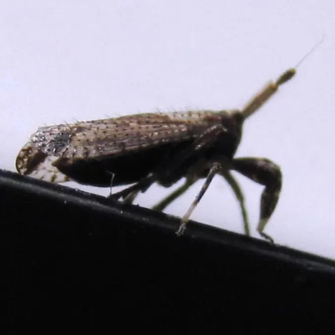 Азірака