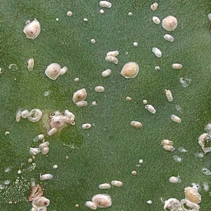 Palm scale