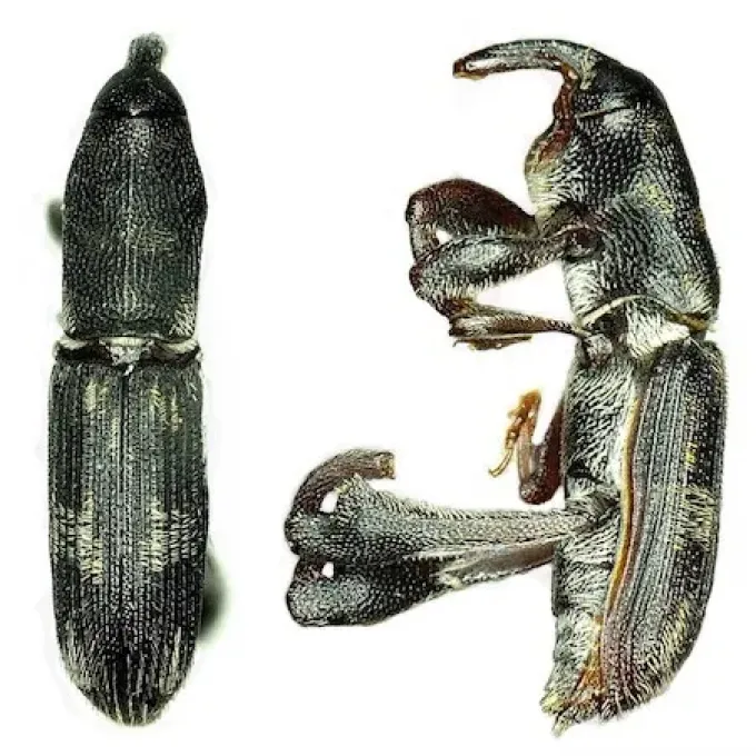 Долгоносик Phaenomerus foveipennis