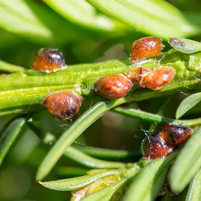 Boehmeria scale