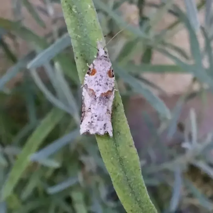 Листовійка Harmologa amplexana