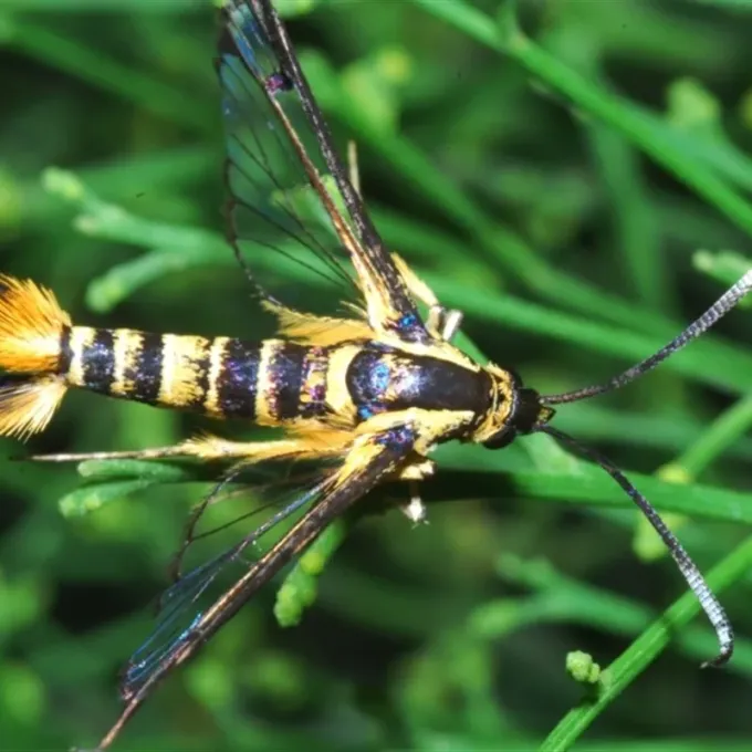 Стеклянница рода Ichneumenoptera