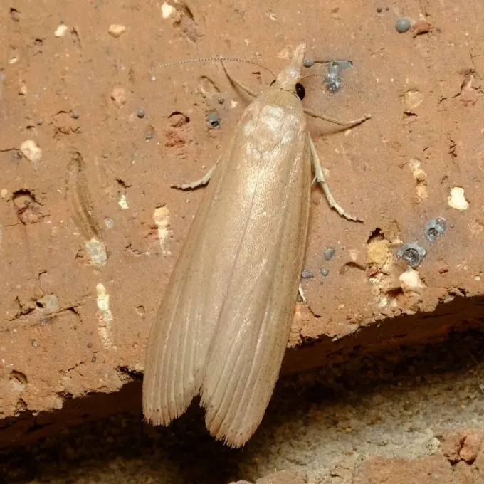 Meyriccia