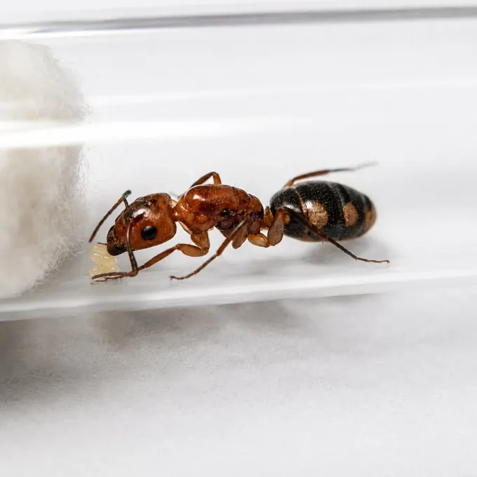 Муравей-древоточец Camponotus zonatus