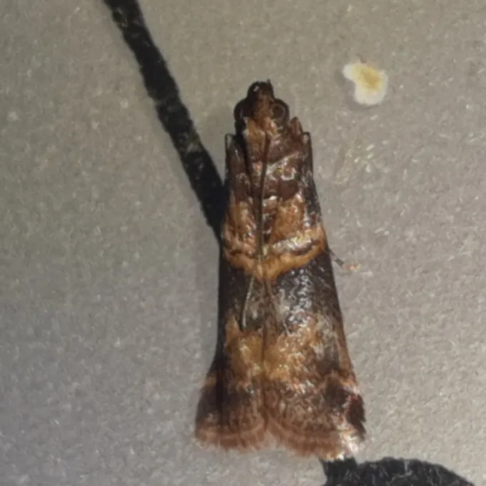 Fig moth