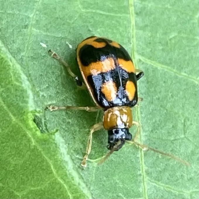 Bean leaf beetle