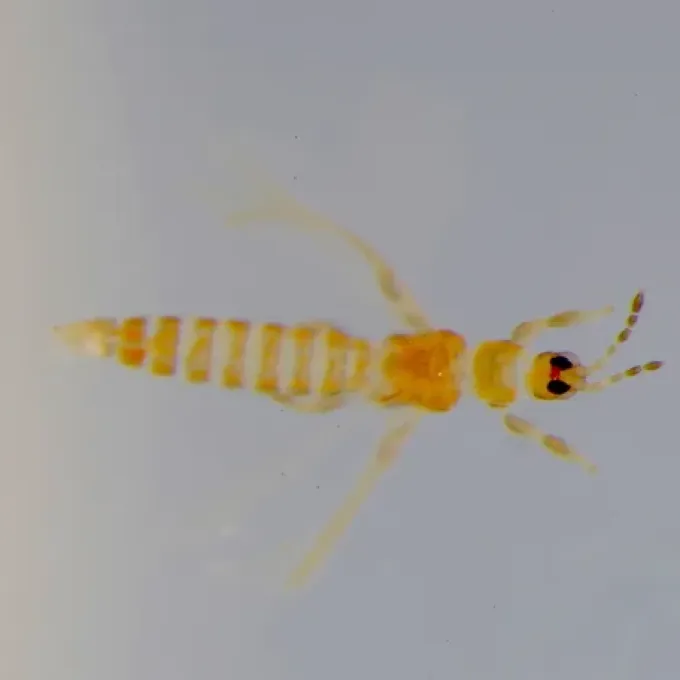 Minute thrips