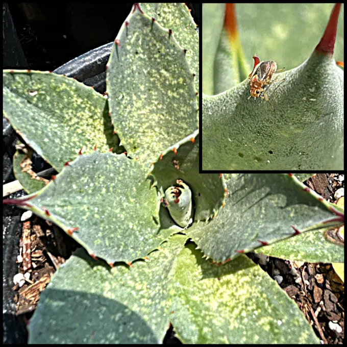 Caulotops