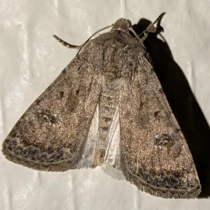 Caradrina