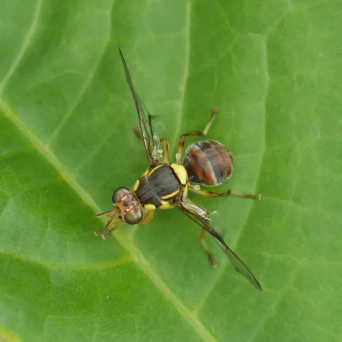 Плодовая муха Bactrocera parvula