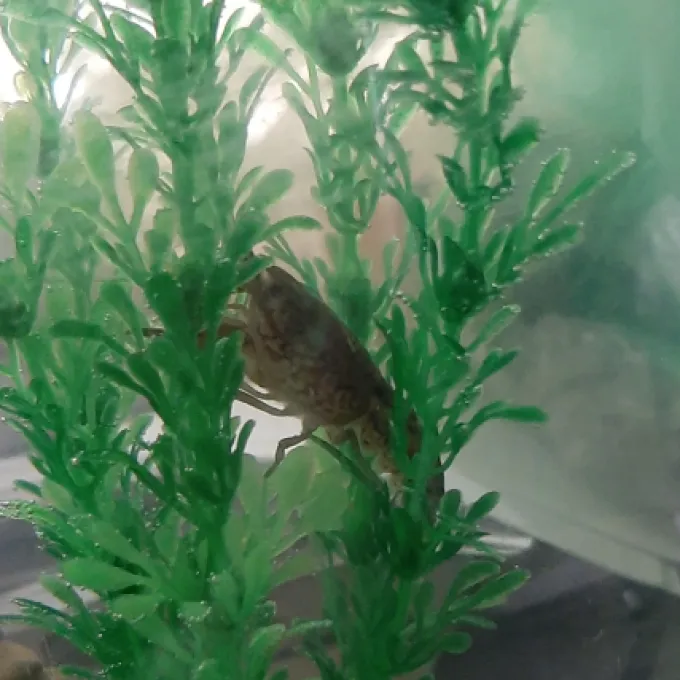 Marbled crayfish