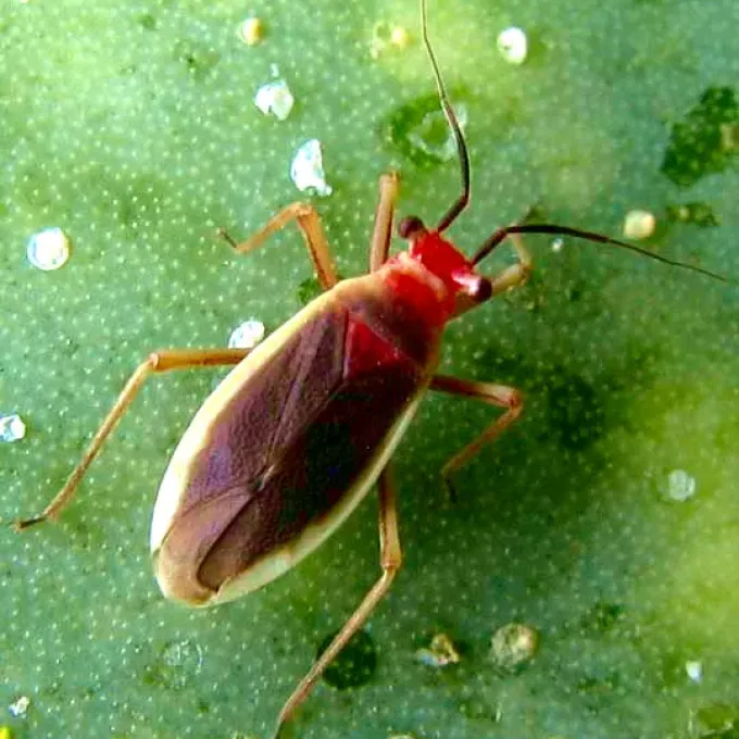 Cactus lace bug