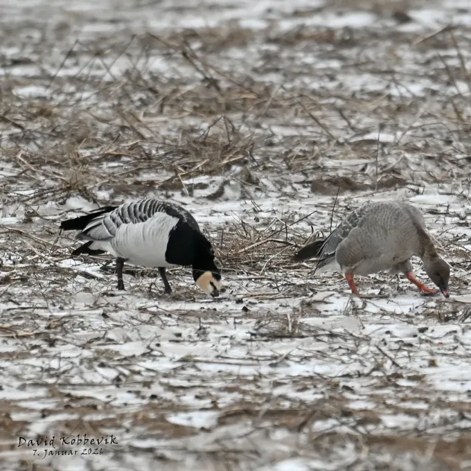 Barnacle goose