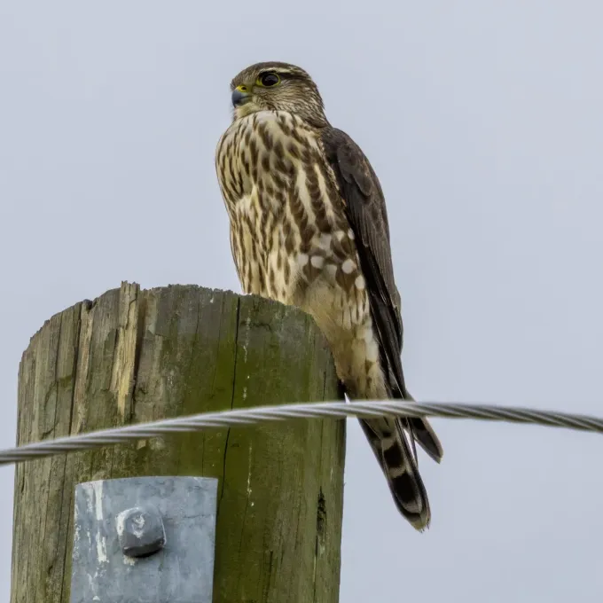 Merlin