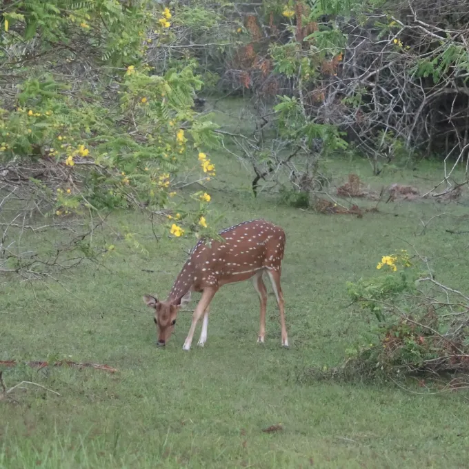 Axis deer