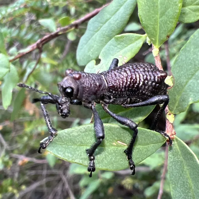 Долгоносик Aegorhinus vitulus