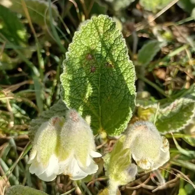 Hermannia betonicifolia
