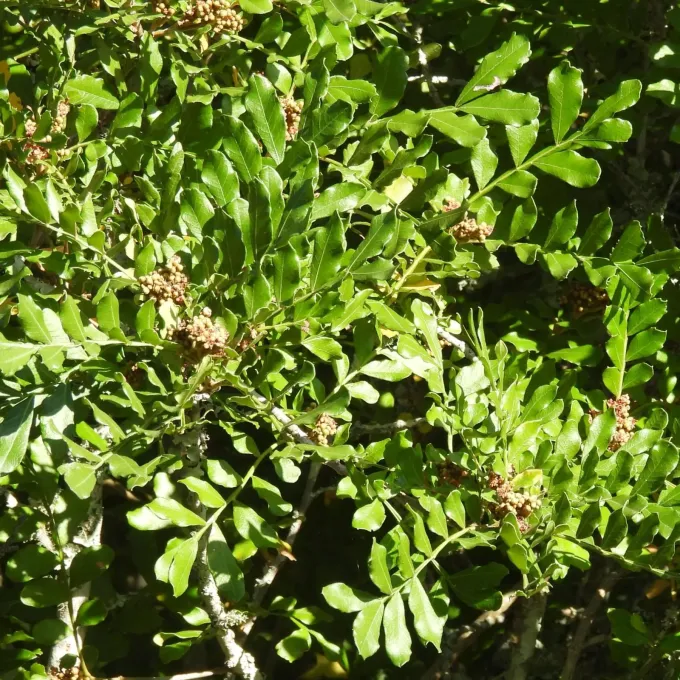 Hippobromus pauciflorus