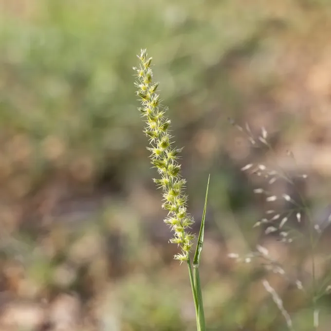 Cenchrus biflorus
