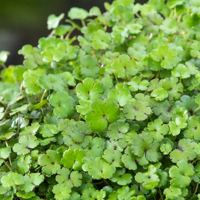New Zealand pennywort